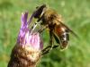 Eristalis tenax